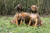 RODESIAN RIDGEBACK 191